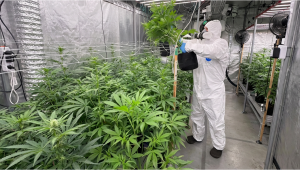 Controlled Pollination for Genetic Stability