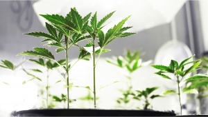 Wie man mit langsamem Plantswachstum richtig umgeht
