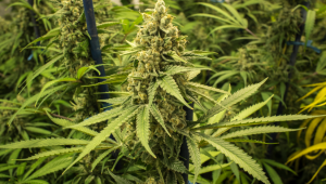 Top 5 High Return Auto Seeds