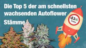 Die Top 5 der am schnellsten wachsenden Auto-Stämme