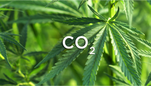 How To Increase Plants Returns With CO2