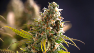 Was ist auto Plants? Eine Fast Buds Fibel