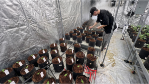 Original Amnesia Haze Auto: Population Selection Run Begins