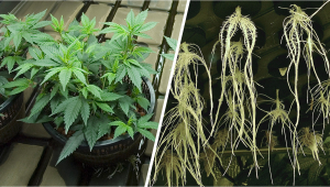 Growing Plants Hydroponics vs Aeroponics