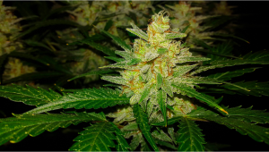 Seed History: Sour Diesel