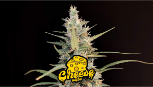 Cheese Auto Plants Seed Week-by-Week Guide