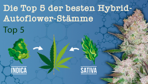 Die Top 5 der besten Hyb-Auto-Stämme