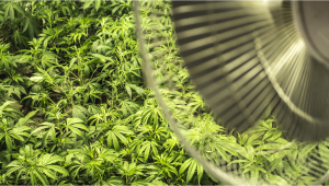 The Importance Of Air Circulation In Indoor Plants Grow