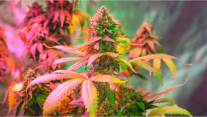 Seed History: White Widow