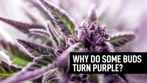 Why Do Some Plants Buds Turn Purple?