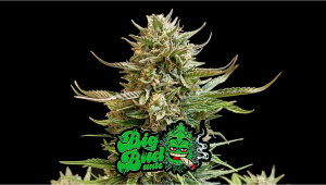 Big Bud Auto Plants Seed Week-by-Week Guide