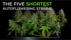 The Five Shortest Auto Seeds - A Fast Buds Guide
