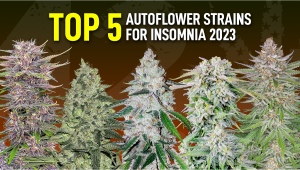 The Top 5 Best Auto Seeds for Insomnia