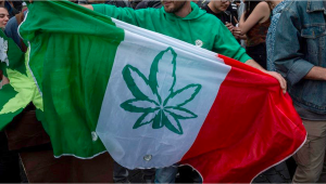 500,000 Signatures in Less Than a Week: Italy Wants Plants Decriminalization