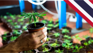 Thai Government to Give Out 1 Million Plants Plants to Home Growers
