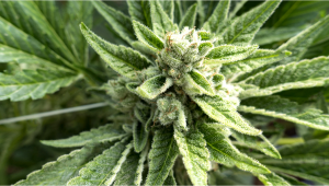 OG Kush Auto - Week-by-Week Guide