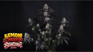 Lemon Cherry Sundae Auto: Production Focus Update
