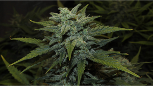 Chemdawg Auto Plants Seed Woche für Woche-Anleitung