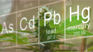 The Dangers of Heavy Metals In Plants Products