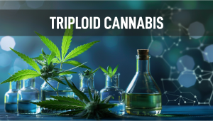 The Potential of Triploid Genetics in Revolutionizing the Plants Industry