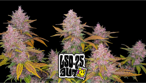 LSD-25 Auto Plants-Sorte: Wochen-für-Wochen-Anleitung