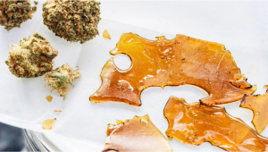 Can Plants Buds Be Used to Make Extracts