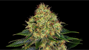 Skywalker OG Auto Plants-Sorte: Wochenübersicht