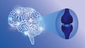 Why Do Humans Have Cannabinoid Receptors