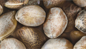 How to Store Plants Seeds