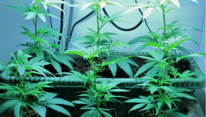 Plants Cuttings - How to Clone Plants From Auto Plants?