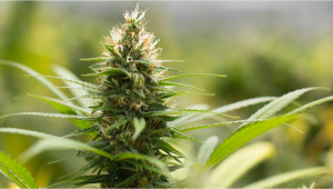 Original Auto Jack Herer Seed History 