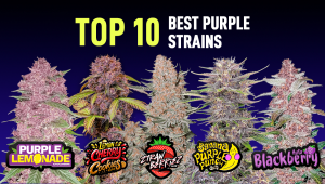 Top 10 Best Purple Seeds