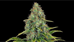 Blueberry Cheese Auto Plants Seed Week-by-Week Guide