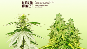 The Pros and Cons of Auto Plants Seeds: A Fast Buds Primer - Part 2