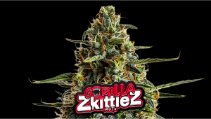 Gorilla Z Auto Plants Seed Week-by-Week Guide
