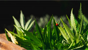 Most Common Pests in Plants Plants