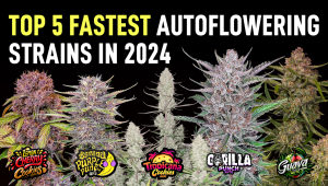 The Top 5 Fastest Growing Auto Seeds 