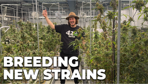 Behind the Scenes: Mother Plants and Breeding FFs