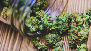 How To See The Difference Between Good and Bad Plants Buds