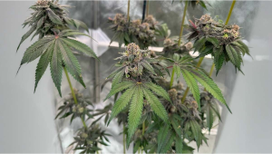 Lemon Cherry Runtz BX1: Final Tests, Next-Level Flavors