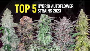 The Top 5 Best Hyb Auto Seeds