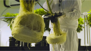 Mastering Auto Plants in Hydroponic Systems