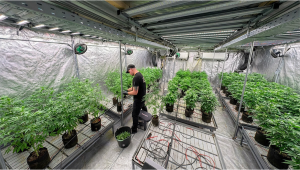 Original Amnesia Breeding Project Enters Key Selection Phase