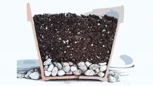 Drainage for Plants Plants: Why is it Important and How To Improve it