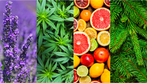 What are Flavor and Their Effects in Plants