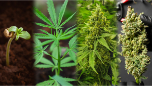How Long Do Auto Seeds Take from Seed to Return?