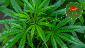 Most Common Pests In Plants: Spider Mites