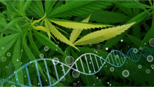 7 Common Plants Plant Mutations