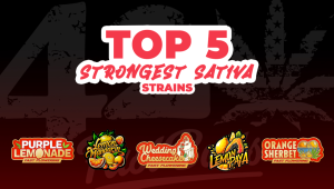 Top 5 Strongest Sat Seeds
