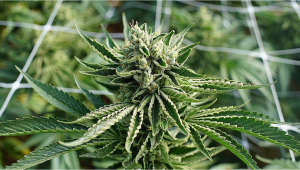 First Signs of Flowering Stage Plants Guide to Plants Budding Week by Week